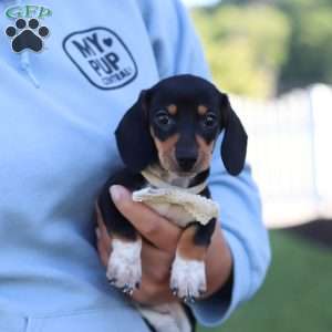 Duke, Dachshund Puppy